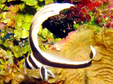 Spotted Drum - Equetus punctatus - Roatan, Honduras