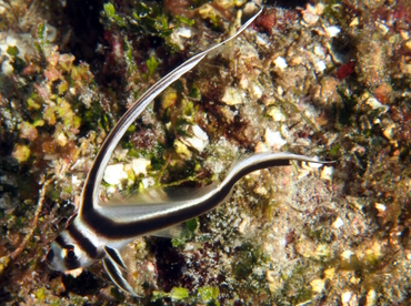 Spotted Drum - Equetus punctatus - Cozumel, Mexico