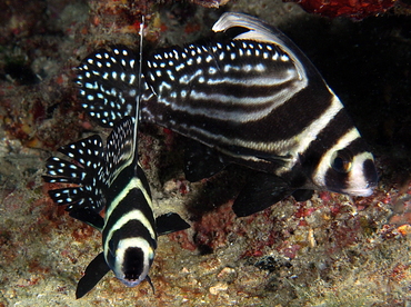 Spotted Drum - Equetus punctatus - Palm Beach, Florida