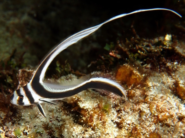 Spotted Drum - Equetus punctatus - Cozumel, Mexico