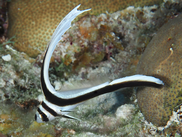 Spotted Drum - Equetus punctatus - Turks and Caicos