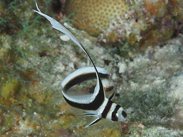 Spotted Drum - Equetus punctatus - Turks and Caicos