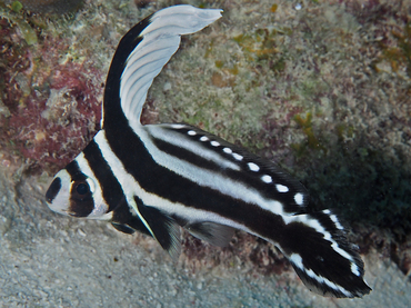 Spotted Drum - Equetus punctatus - Bonaire