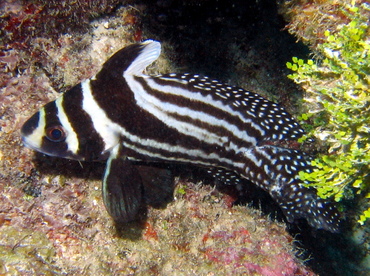 Spotted Drum - Equetus punctatus - Key Largo, Florida