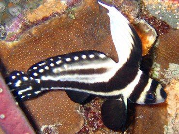 Spotted Drum - Equetus punctatus - Bonaire