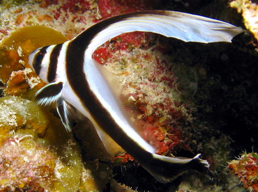 Spotted Drum - Equetus punctatus - Grand Cayman