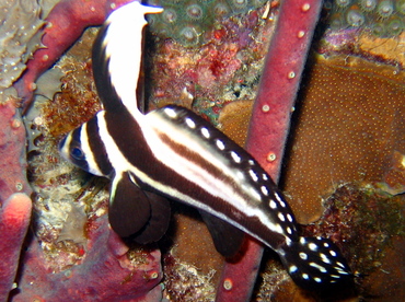 Spotted Drum - Equetus punctatus - Bonaire