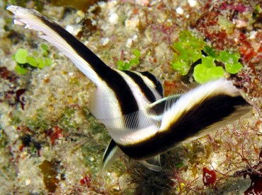 Spotted Drum - Equetus punctatus - Belize