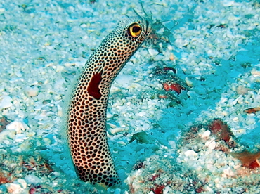 Spotted Garden Eel - Heteroconger hassi - Fiji