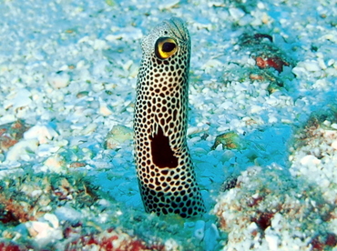 Spotted Garden Eel - Heteroconger hassi - Fiji