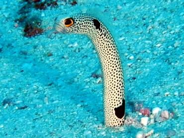 Spotted Garden Eel - Heteroconger hassi - Palau