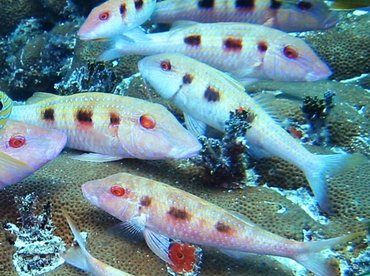 Spotted Goatfish - Pseudupeneus maculatus - Bimini, Bahamas