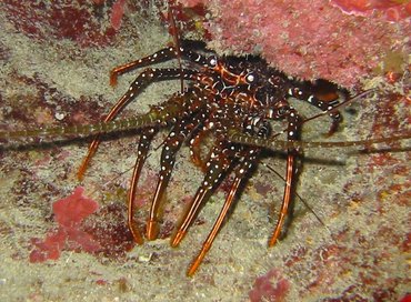 Spotted Spiny Lobster - Panulirus guttatus - Grand Cayman