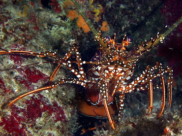 Spotted Spiny Lobster - Panulirus guttatus - Cozumel, Mexico