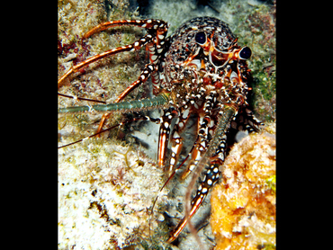 Spotted Spiny Lobster - Panulirus guttatus - Cozumel, Mexico