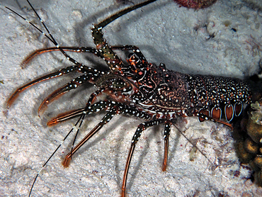 Spotted Spiny Lobster - Panulirus guttatus - Bonaire