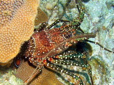 Spotted Spiny Lobster - Panulirus guttatus - Roatan, Honduras