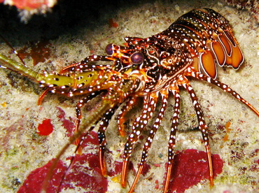 Spotted Spiny Lobster - Panulirus guttatus - Belize