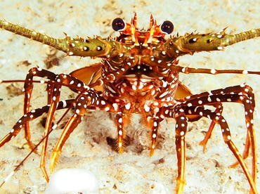 Spotted Spiny Lobster - Panulirus guttatus - The Exumas, Bahamas