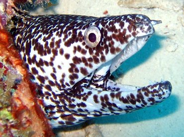 Spotted Moray Eel - Gymnothorax moringa - Bonaire