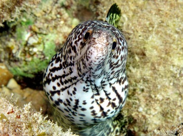 Spotted Moray Eel - Gymnothorax moringa - Cozumel, Mexico