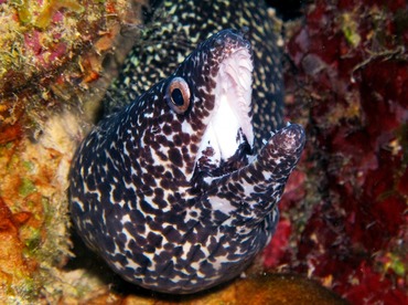 Spotted Moray Eel - Gymnothorax moringa - Bonaire