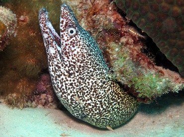 Spotted Moray Eel - Gymnothorax moringa - Bonaire