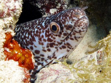 Spotted Moray Eel - Gymnothorax moringa - Grand Cayman