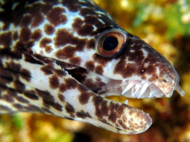 Spotted Moray Eel - Gymnothorax moringa - Cozumel, Mexico