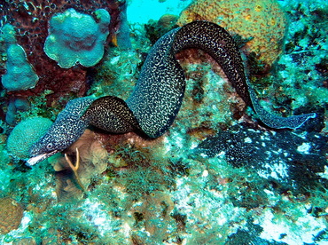 Spotted Moray Eel - Gymnothorax moringa - Turks and Caicos