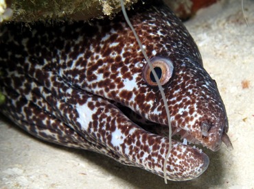 Spotted Moray Eel - Gymnothorax moringa - Cozumel, Mexico