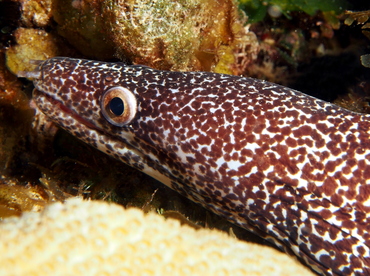 Spotted Moray Eel - Gymnothorax moringa - Eleuthera, Bahamas