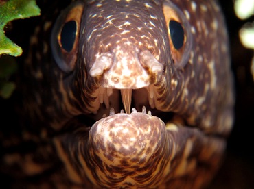 Spotted Moray Eel - Gymnothorax moringa - Bonaire