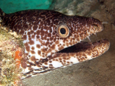 Spotted Moray Eel - Gymnothorax moringa - The Exumas, Bahamas