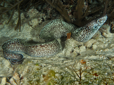 Spotted Moray Eel - Gymnothorax moringa - Cozumel, Mexico