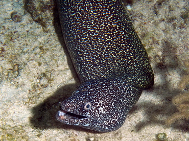 Spotted Moray Eel - Gymnothorax moringa - Cozumel, Mexico