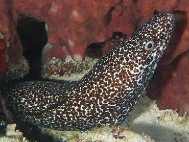 Spotted Moray Eel - Gymnothorax moringa - Cozumel, Mexico