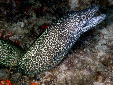 Spotted Moray Eel - Gymnothorax moringa - Cozumel, Mexico