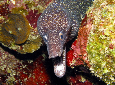 Spotted Moray Eel - Gymnothorax moringa - Belize