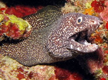 Spotted Moray Eel - Gymnothorax moringa - Belize