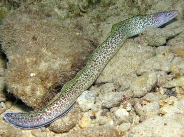 Spotted Moray Eel - Gymnothorax moringa - Cozumel, Mexico