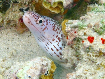 Spotted Moray Eel - Gymnothorax moringa - St Thomas, USVI