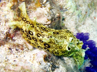 Spotted Sea Hare - Aplysia dactylomela - St Thomas, USVI