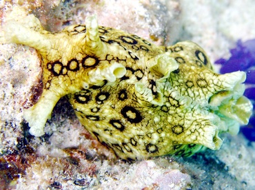 Spotted Sea Hare - Aplysia dactylomela - St Thomas, USVI