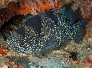 Bearded Soapfish - Pogonoperca punctata - Anilao, Philippines