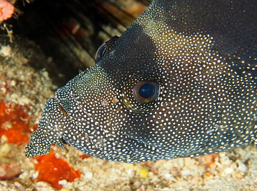 Bearded Soapfish - Pogonoperca punctata - Anilao, Philippines