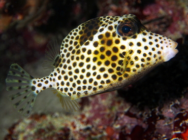 Spotted Trunkfish - Lactophrys bicaudalis - The Exumas, Bahamas