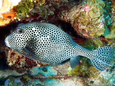 Spotted Trunkfish - Lactophrys bicaudalis - Belize