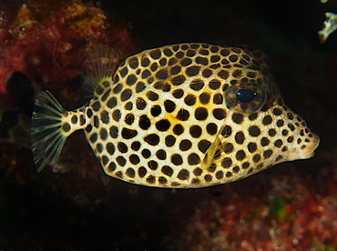 Spotted Trunkfish - Lactophrys bicaudalis - Roatan, Honduras
