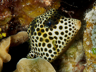 Spotted Trunkfish - Lactophrys bicaudalis - Cozumel, Mexico